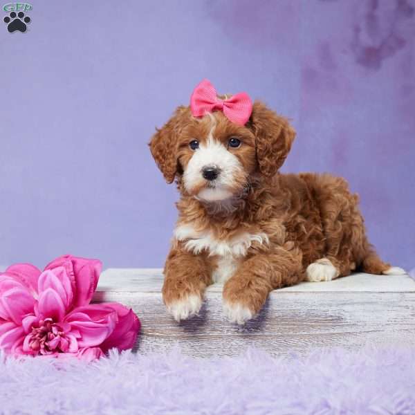 Oaklee, Mini Goldendoodle Puppy